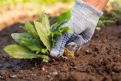 Six Tips To Prevent Weeds From Growing On Your Lawn