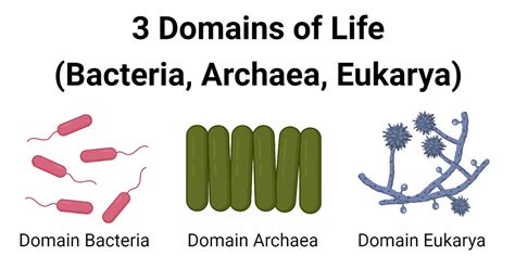 3 Domains of Life (Bacteria, Archaea, Eukarya)