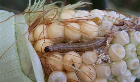 Pest control strategies for organic sweet corn - Organic Grower