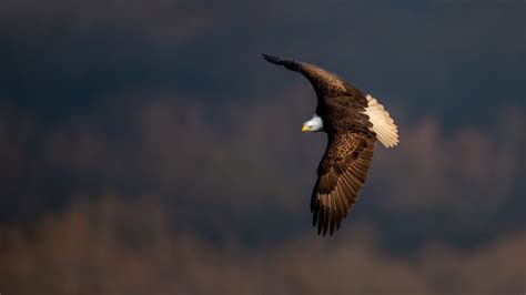 Flying Bald Eagle HD Birds Wallpapers | HD Wallpapers | ID #50518