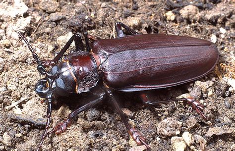 How big can beetles get? | Natural History Museum