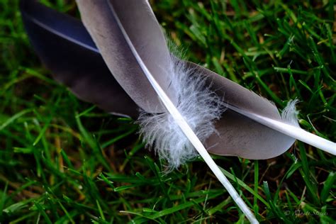 Monte Stevens Photography | feather