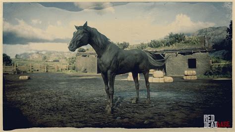 Black Arabian Horse | RDR2 & Online Horse Stats & Locations