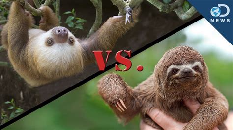 Rainforest Animals Sloth Adaptations | RAINFOREST ANIMAL