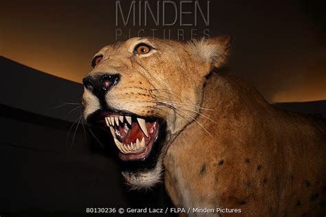 stock photo - Minden Pictures