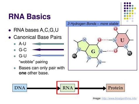 PPT - RNA Secondary Structure Prediction PowerPoint Presentation, free ...