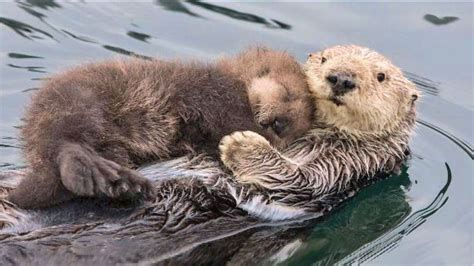 Mother sea otter cradling her sleeping baby on her belly as she floats ...