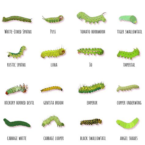 Green Caterpillar Identification Guide: 18 Common Types | Owlcation