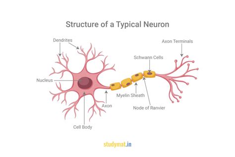 Structure of a Neuron. - STUDYMAT