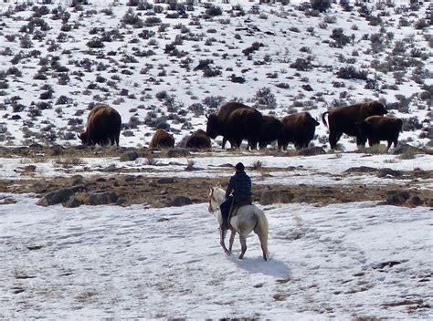 Rick Lamplugh: A Day in the Yellowstone Bison Migration: A Photo Essay