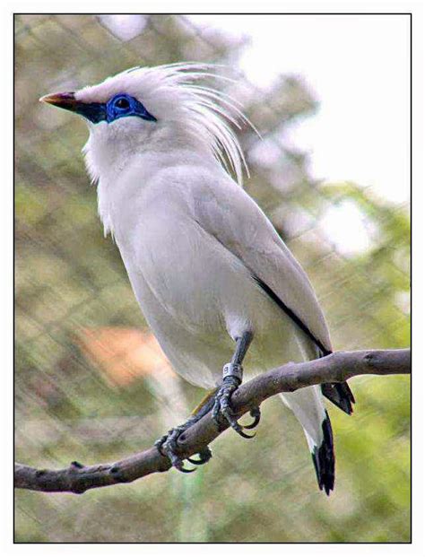 BERJALAK: GAMBAR BURUNG JALAK BALI