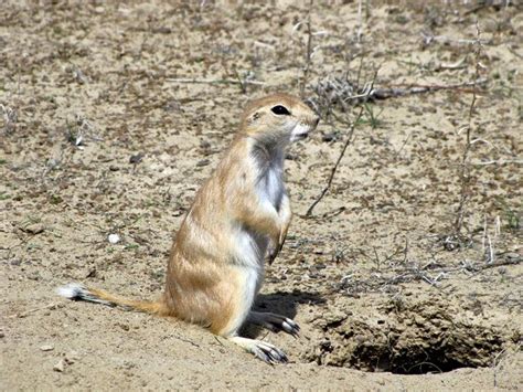 Karakum Desert: natural wonder in Turkmenistan- Ayan Travel