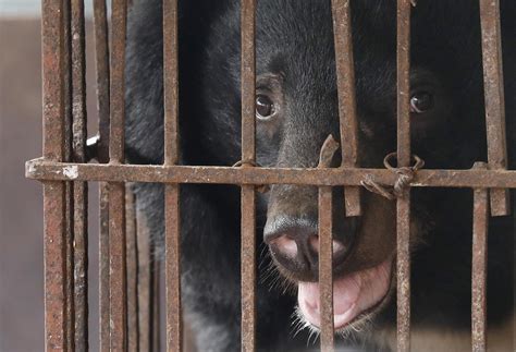 Vietnam nears end of illegal bear bile extraction practices - EFE Noticias