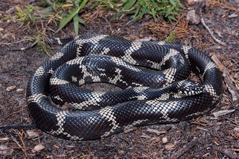 Eastern Kingsnake – Florida Snake ID Guide