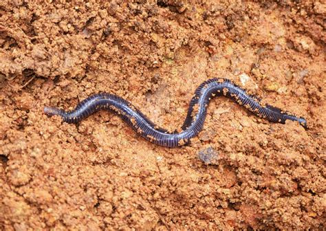 Photography & Me: Caecilian