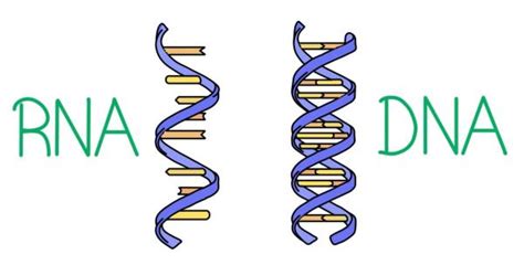 الفرق بين DNA و RNA - مجلة رجيم