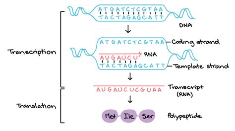 Protein Synthesis Diagram Simple