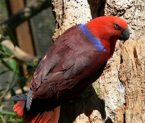 An ANGRY Female Eclectus Parrot! | Parrot, Melbourne zoo, Birds