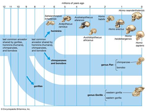 Human evolution | History, Stages, Timeline, Tree, Chart, & Facts ...