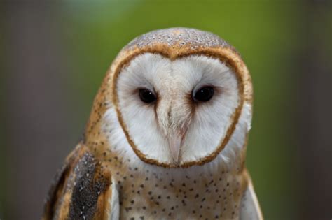 Barn Owls in Texas | Barn Owl Box Company