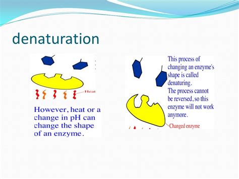 MIC310 (Microbial Physiology) - Chapter 4 : Enzymes