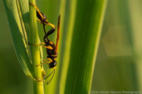 I just wanted a photo of a mud dauber nest… | The Prairie Ecologist