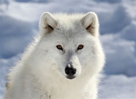 ARCTIC WOLVES – SAFE Worldwide