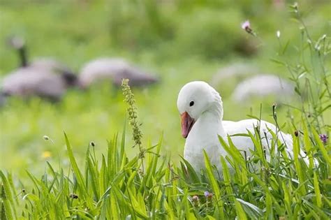 Swan vs Goose: 12 Amazing Tips To Tell The Two Waterfowls Apart! - Bird ...