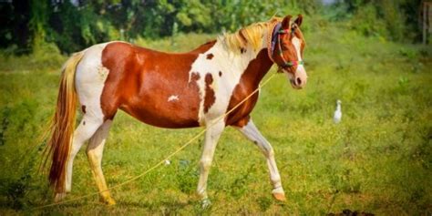 71+ Indian Horse Names With Meanings - Equine Desire