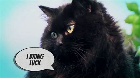 Black Cat Superstitions - YouTube