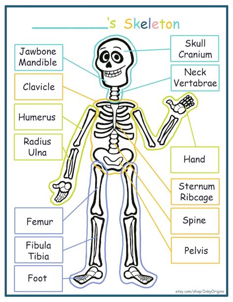 What Do I Need to Know About My Skeleton? | Create WebQuest