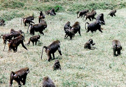 Olive Baboon - Large, African Troop Primate | Animal Pictures and Facts ...