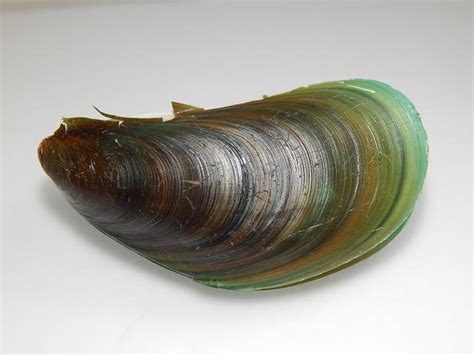 Perna viridis (Linnaeus, 1758) - Asian green mussel (Marine bivalve images)