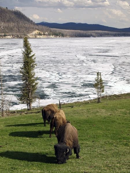 Bison winter yellowstone national park Photos in .jpg format free and ...