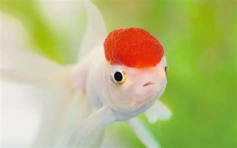 Largest Oranda