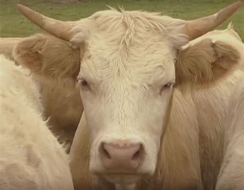 Why cows have horns - Biodynamic Association