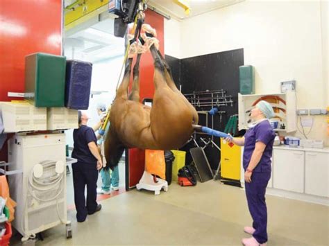 Horse Colic Surgery | Horse and Rider