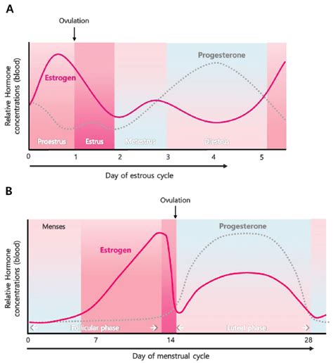 Estrogen level during estrous cycle and menstrual cycle. (A) The ...