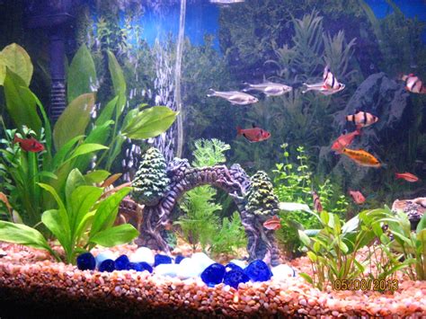 How to Start a Freshwater Tropical Aquarium - PetHelpful