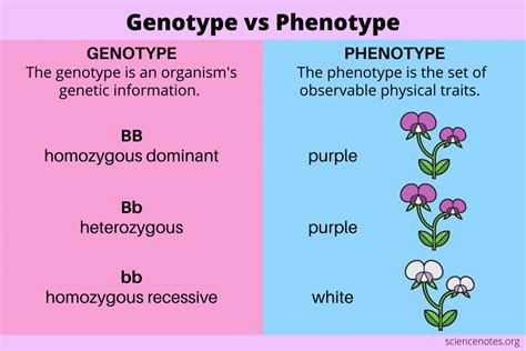 Genotype vs Phenotype - Definitions and Examples