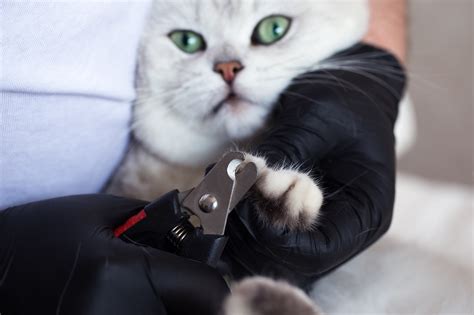 Clip Cat Nails: A Fast & Easy Process for Fearful Cats