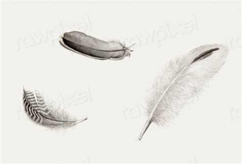 Study three feathers (1813–1838) Dirk | Free Photo Illustration - rawpixel