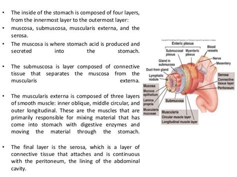 Digestive system (Digestive juice)/Function/Composition