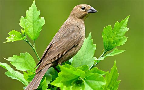 Female Blue Grosbeak 69908 | Backyard birds, Bird pictures, Beautiful birds