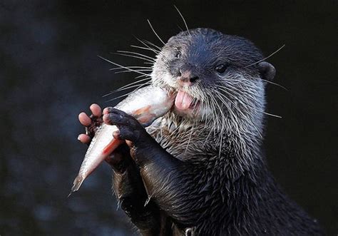 Otter Eating Fish - 1Funny.com