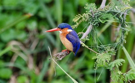 Bird Watching in Uganda — Things To Do — Naterow Africa Safaris