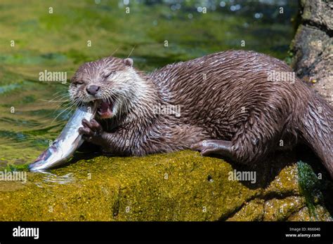 An Otter eating a fish Stock Photo - Alamy