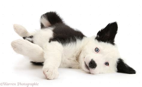 Dog: Black-and-white Border Collie puppy lying on his side photo WP35164