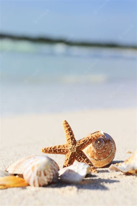 Premium Photo | Starfish on the Beach