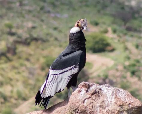 Andean Condor - Facts, Diet, Habitat & Pictures on Animalia.bio